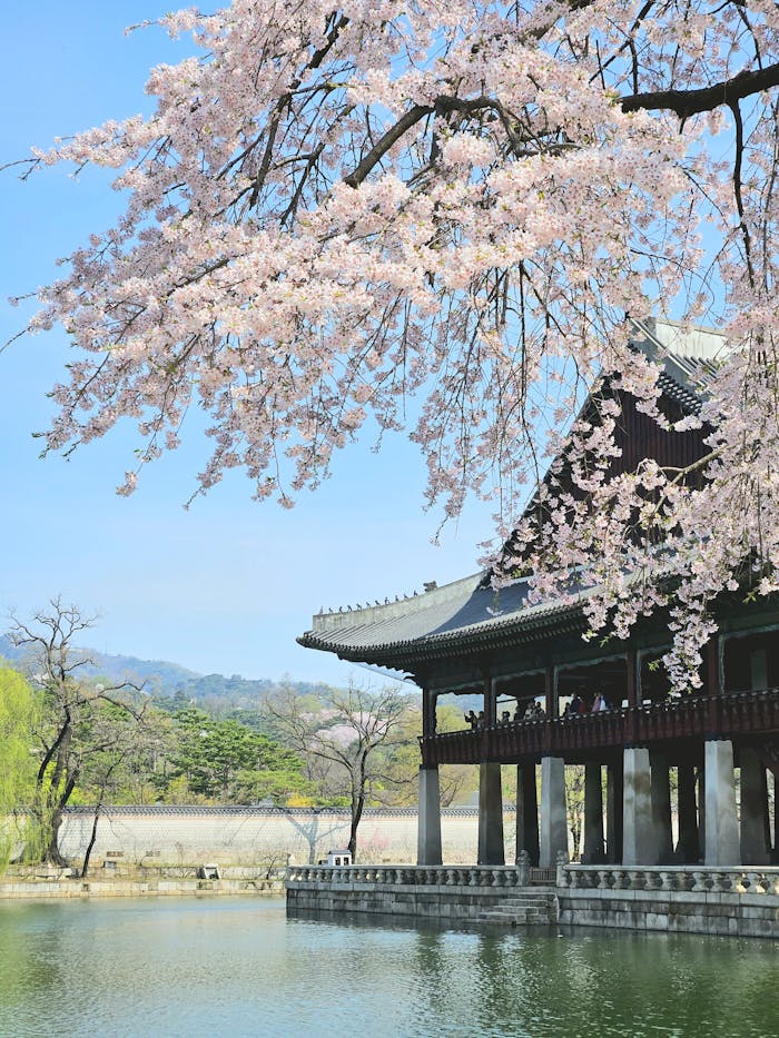 Vue majestueuse du palais Gyeongbokgung à Séoul, un symbole historique et culturel de la Corée du Sud, Explorez le palais Gyeongbokgung, l'un des plus grands et des plus anciens palais royaux de Séoul, Corée du Sud. Une étape incontournable lors de notre voyage en Corée du Sud avec Evans Becker et "go Corée"